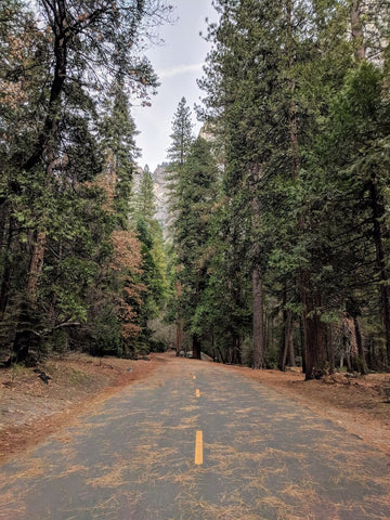 Pine Forest And Road Scenic Backdrop For Photography IBD-24320